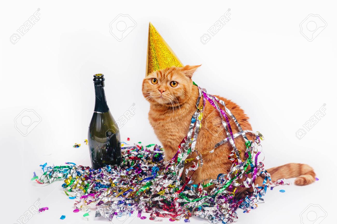 Cat with party hat and confetti celebrating