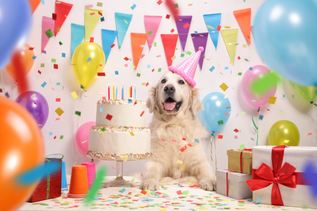 Frequently Asked Questions about Dog Birthday Celebrations