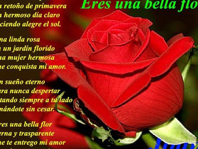 poema de amor con rosas rojas
