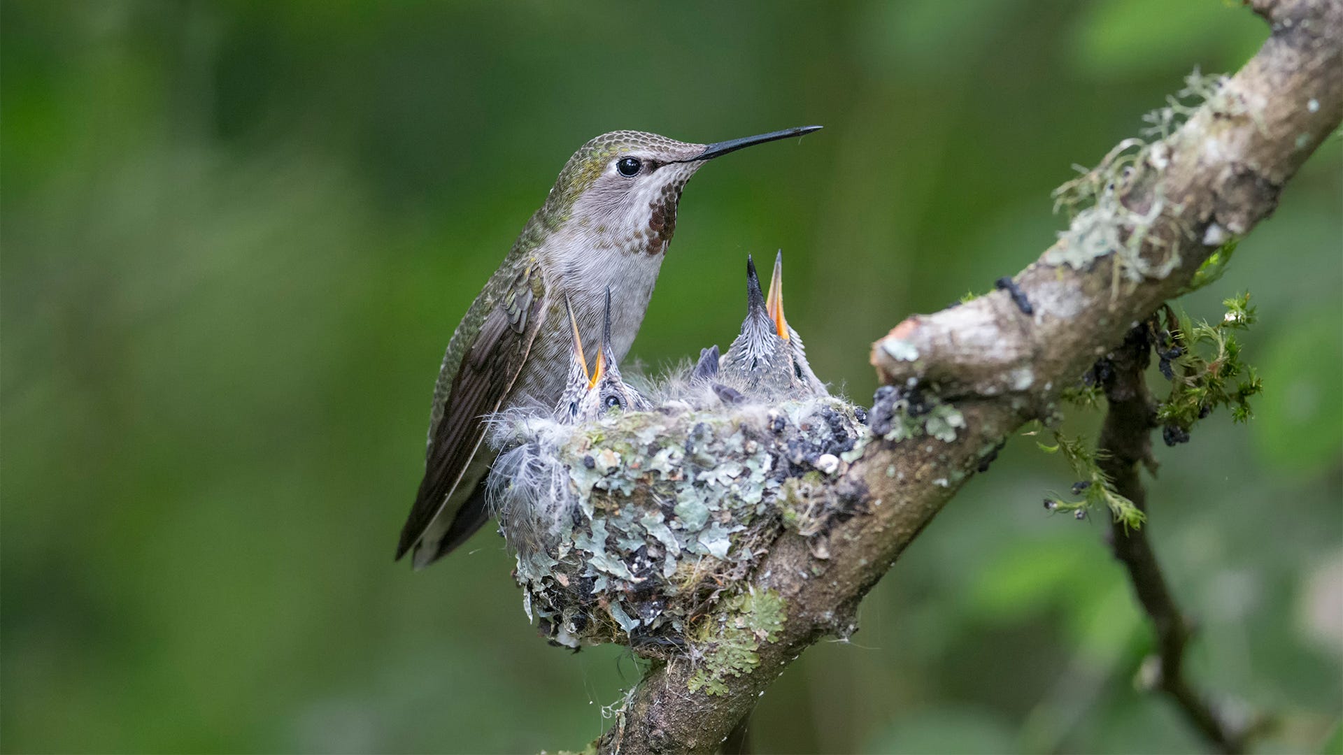 Frequently Asked Questions about Hummingbird Images